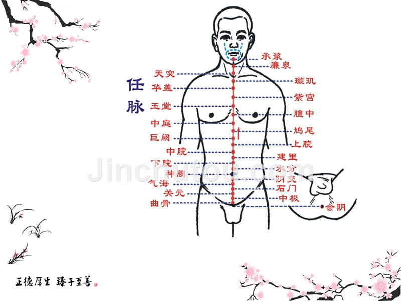 十二经络穴位图鉴课件_第3页