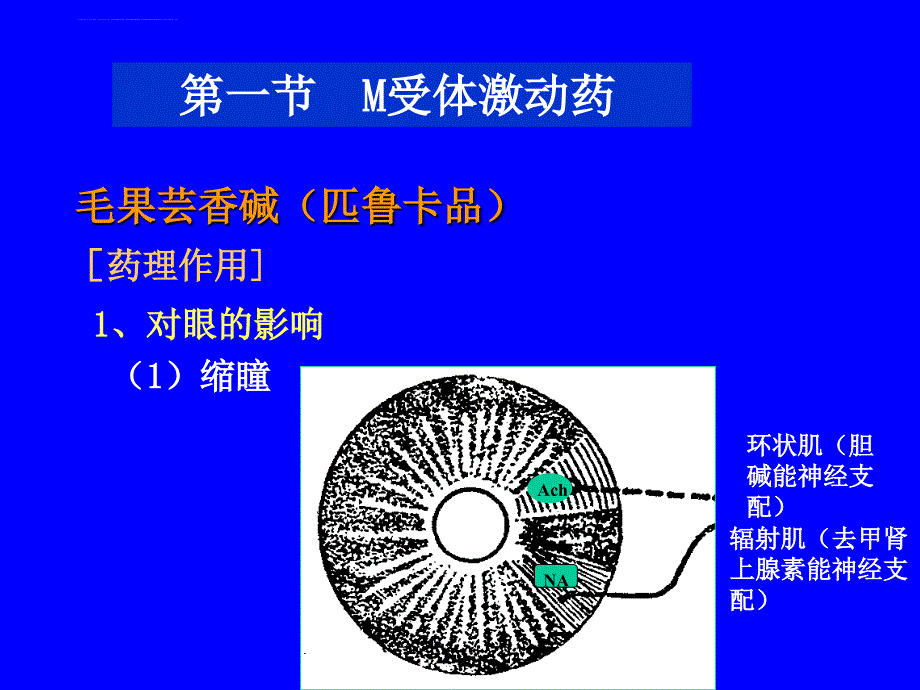 天然药物化学-第三章-胆碱受体激动药课件_第2页