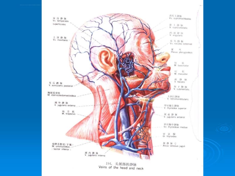 中心静脉穿刺的解剖课件_第2页