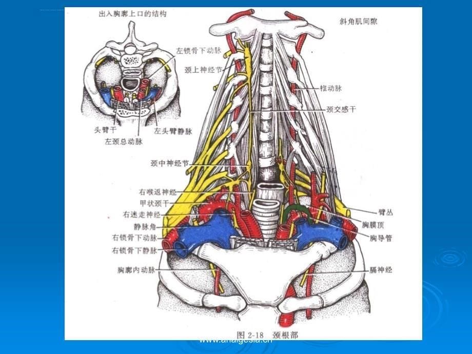 中心静脉穿刺的解剖课件_第5页