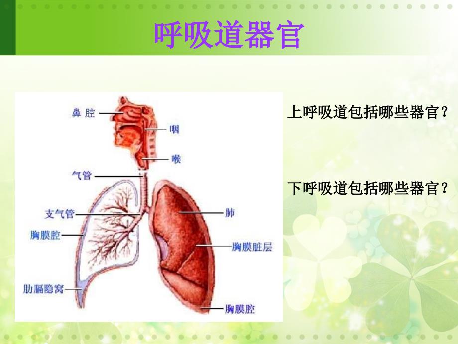 呼吸系统常见疾病1_第3页