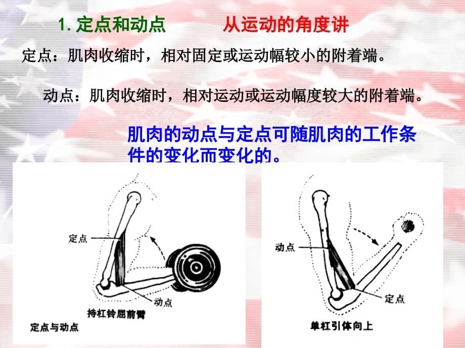 体育动作的解剖学分析课件_第5页