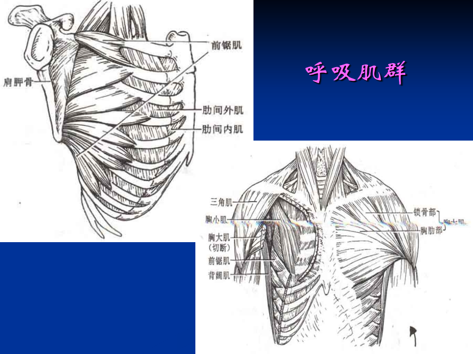 呼吸及排痰能力训练课件_第4页