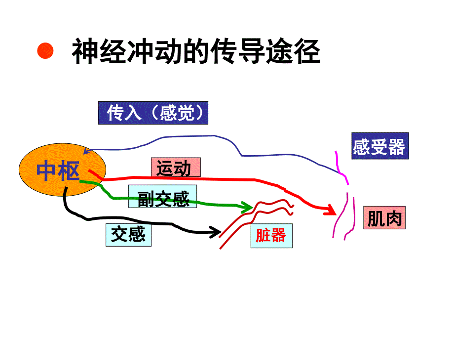 作用于传入神经系统药物（局麻药）应用课件_第3页