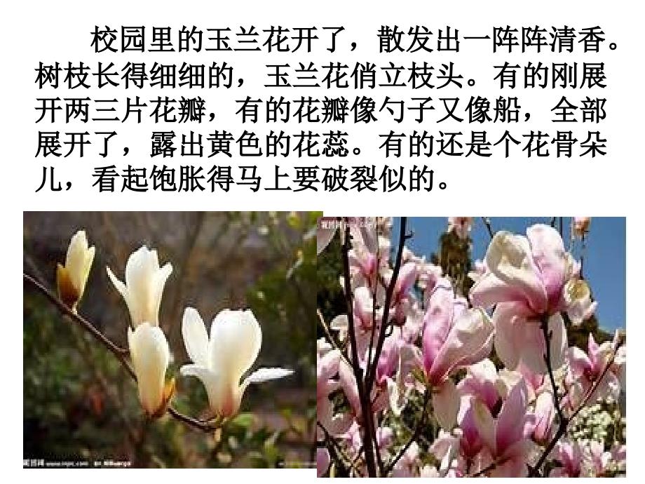 小练笔——我喜欢的花_第3页