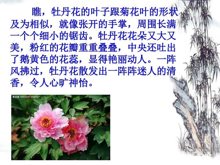 小练笔——我喜欢的花_第5页