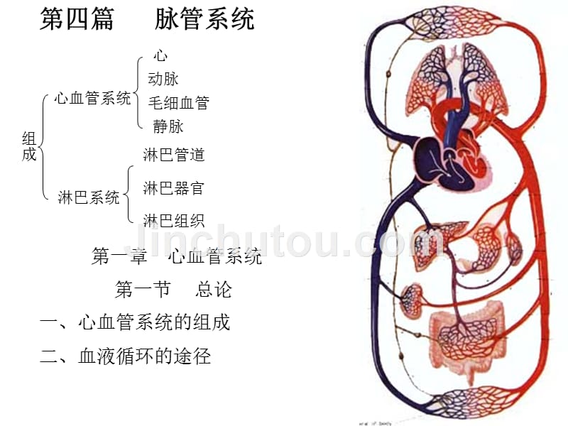 心-解剖学_第1页