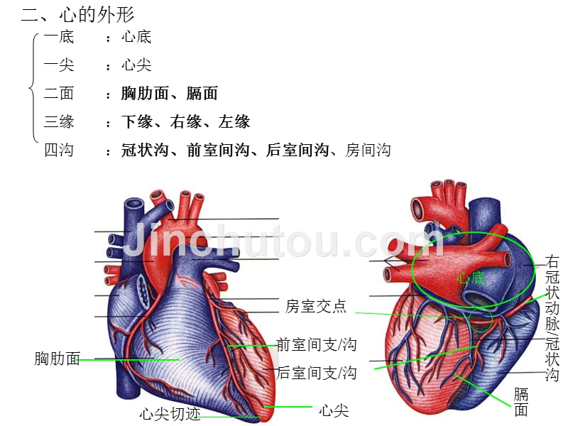 心-解剖学_第4页