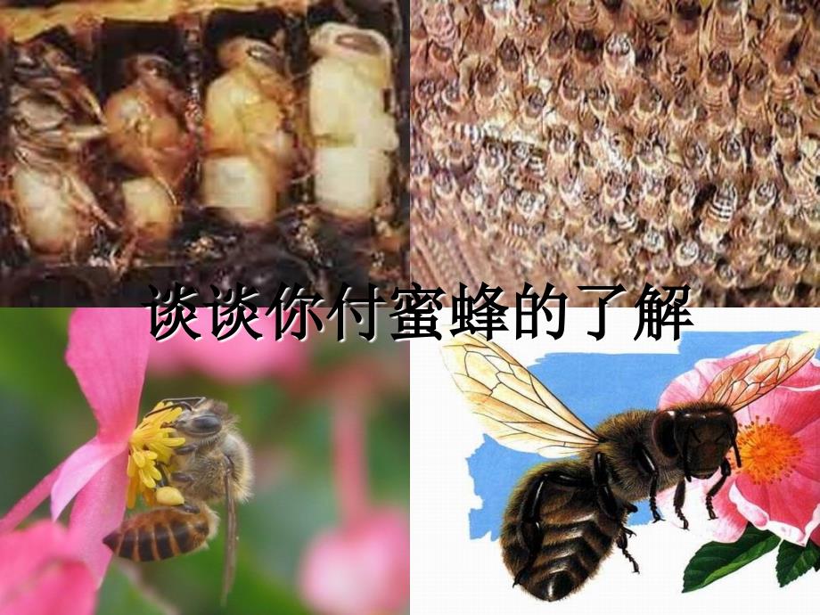 《蜜蜂》ppt幻灯片_第2页