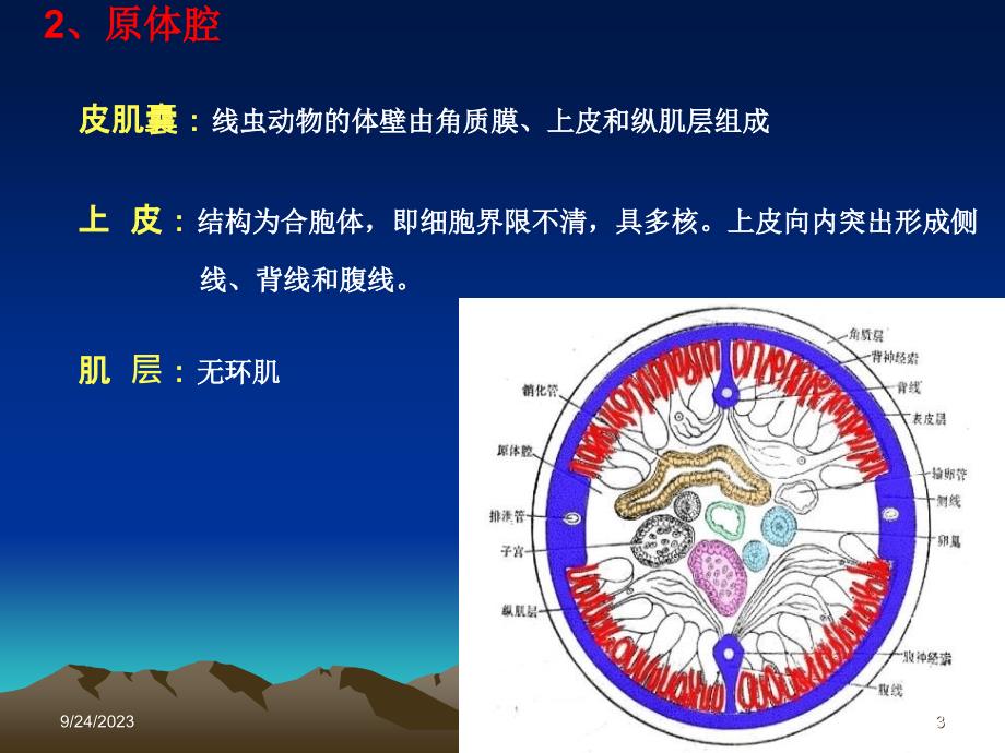 原腔动物门_第3页