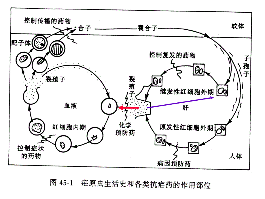 抗寄生虫药（黄仁彬）_第3页