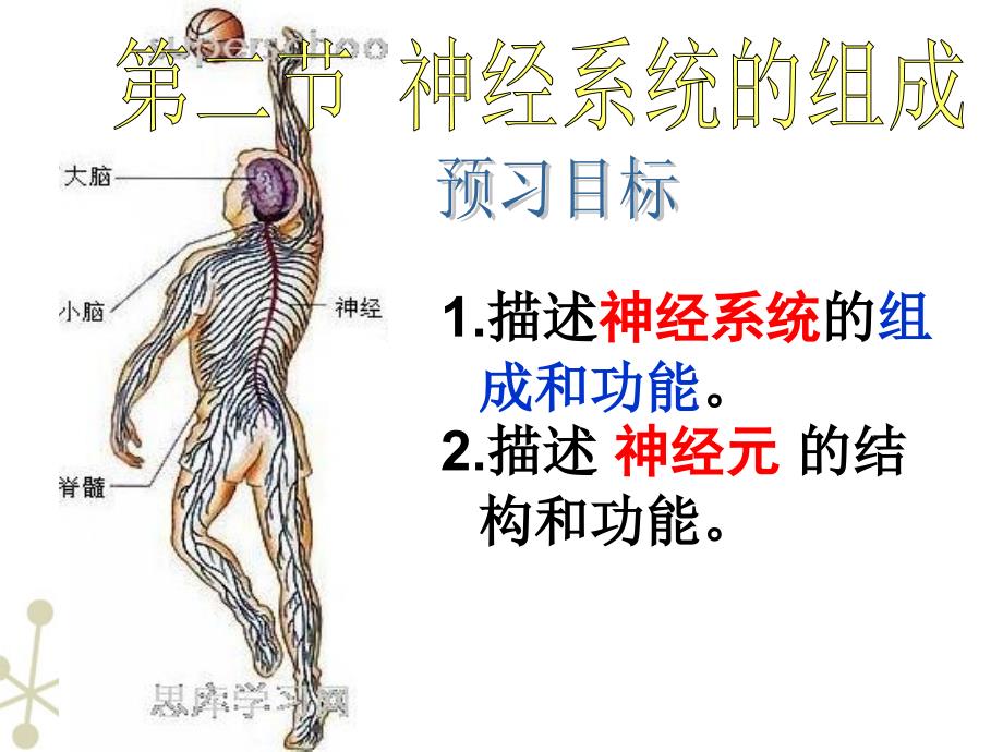 七年级生物下册-神经系统的组成课件-人教新课标版1_第2页