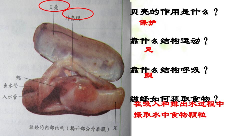 初二人教版八年级上册生物课件第五单元第一章第三节软体动物和节肢动物_第4页