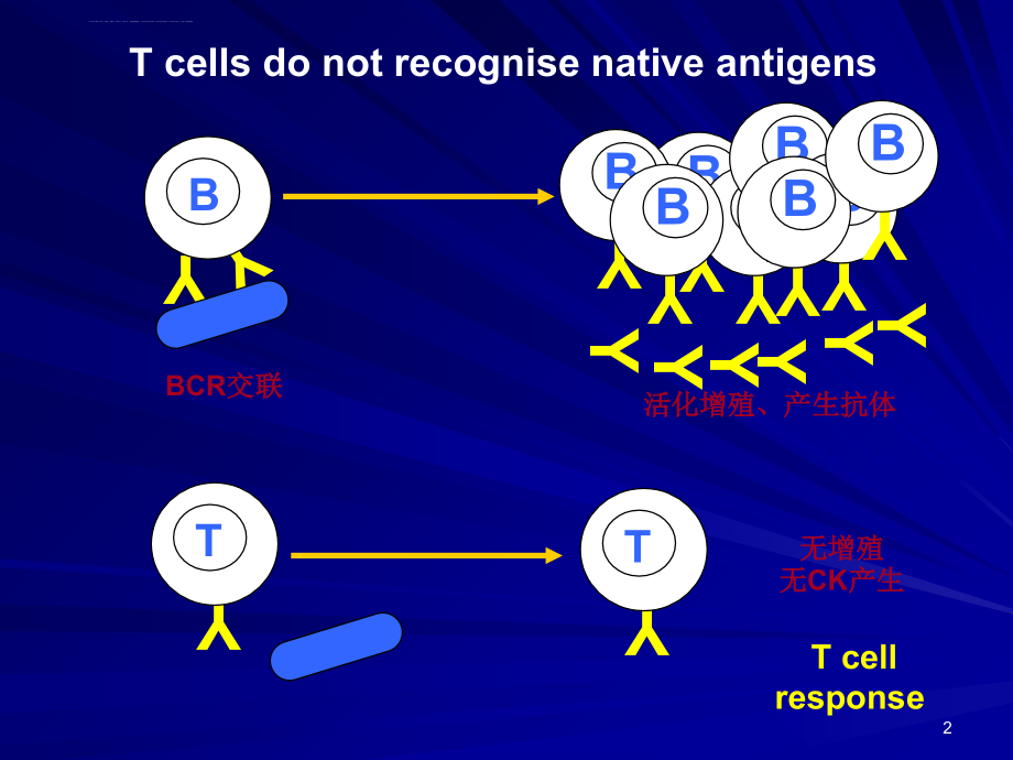 抗原提呈细胞与抗原的处理及提呈 (2)课件_第2页