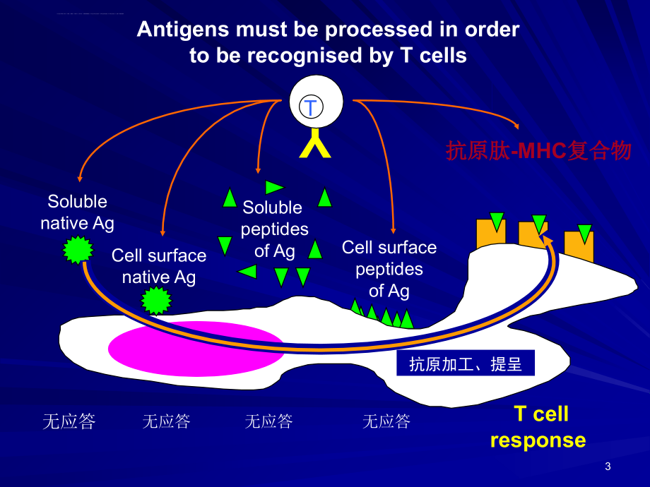 抗原提呈细胞与抗原的处理及提呈 (2)课件_第3页