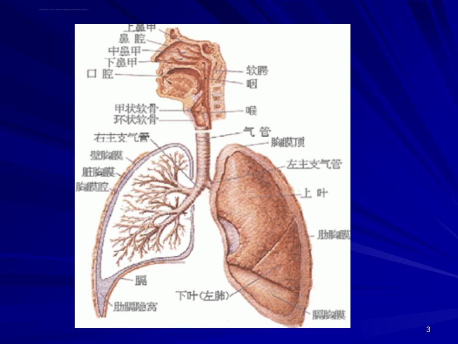 慢性支气管炎肺气肿2课件_第3页