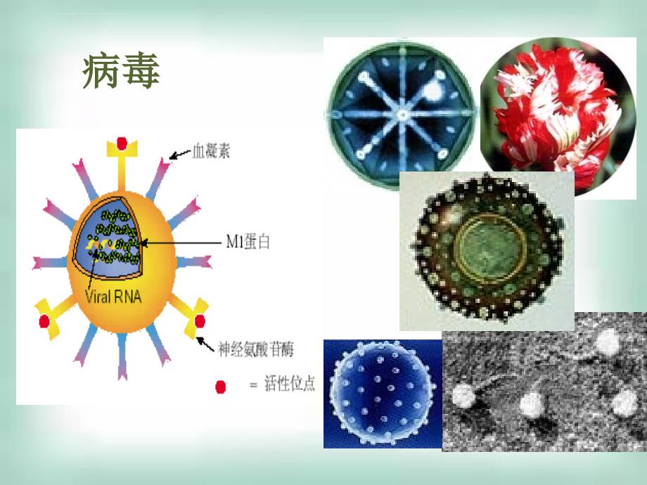 人教版教学幻灯片2007年广东生物科《专题2微生物的培养与应用----微生物的实验室培养(选修一)》-下学期_第4页