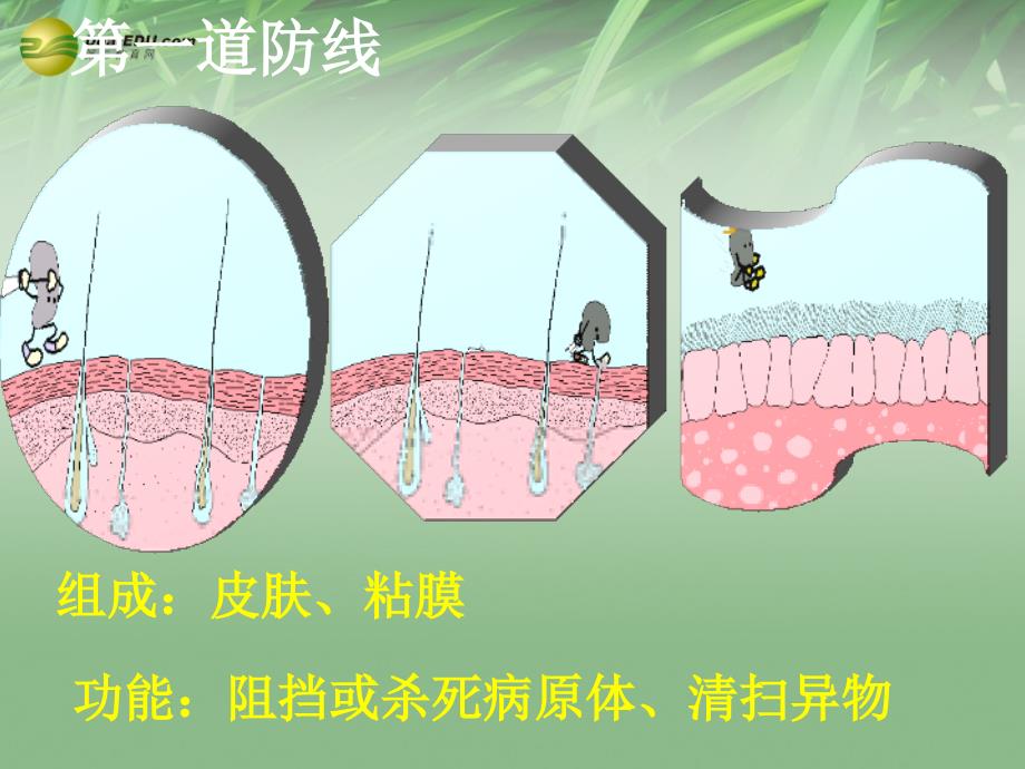 山东省淄博市高青县第三中学八年级生物下册第五章免疫和计划免疫配套幻灯片鲁科版_第4页