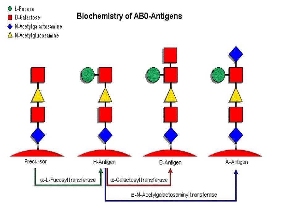 abo血型分子基础与应用课件_第5页