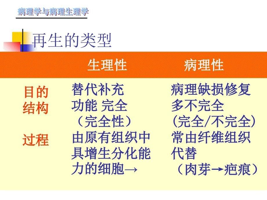 损伤修复幻灯片_第5页