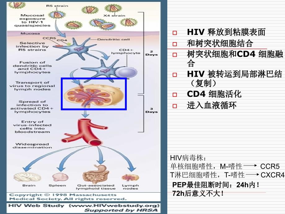 hiv感染临床分期yrr_第3页