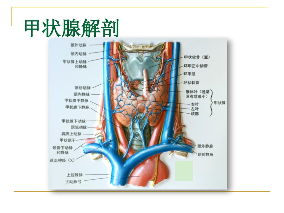 核医学甲状腺功能及显像_第2页