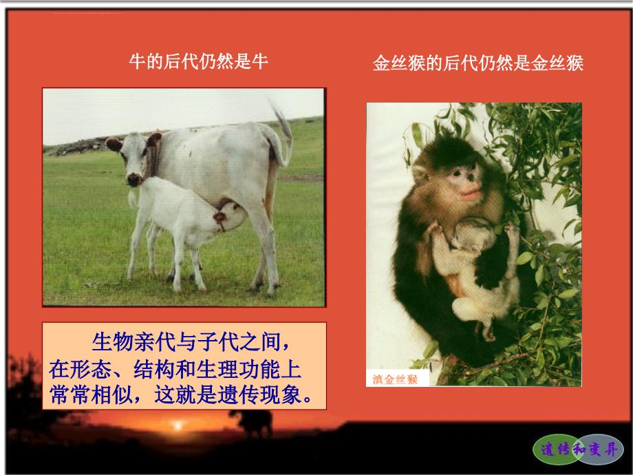 微生物遗传（教学用）课件_第4页