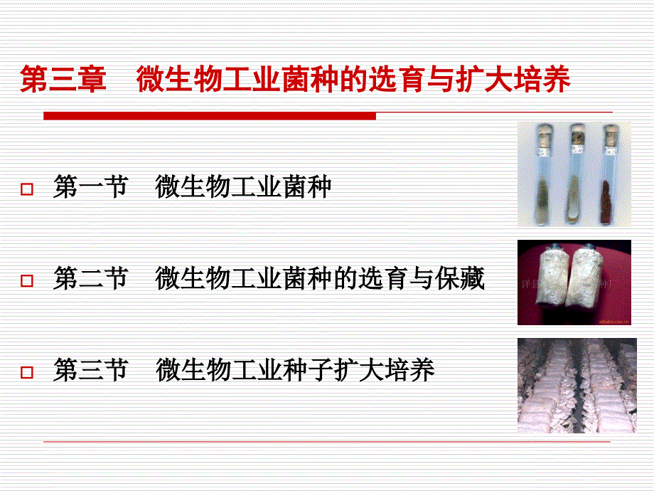 微生物工业菌种的选育与扩大培养课件_第2页