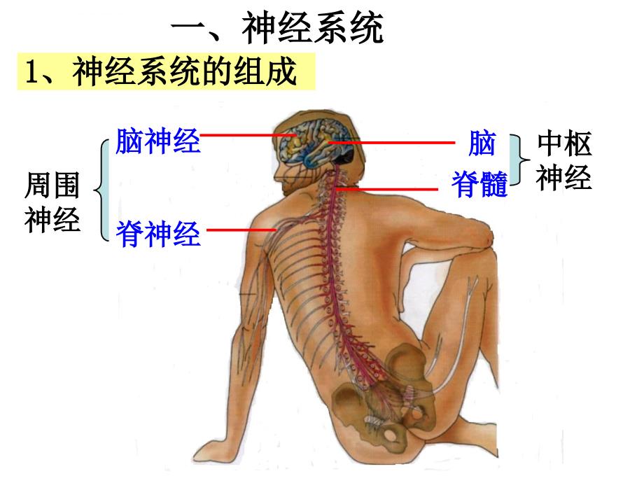 《通过神经系统的调节》教学幻灯片_第2页