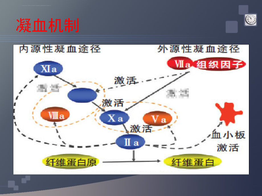 作用于血液系统药物一yipeng课件_第4页