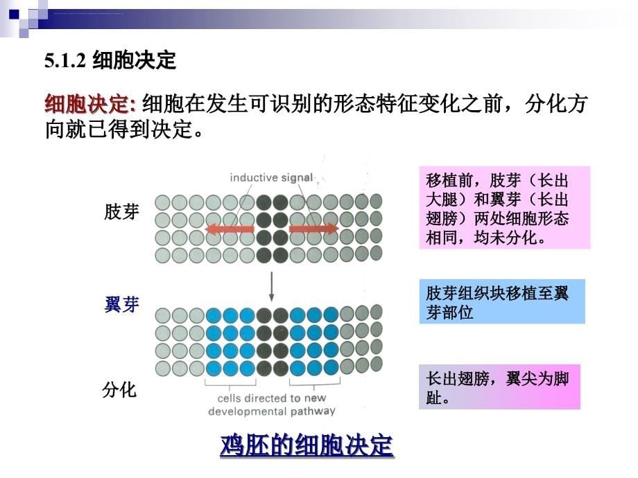 五多细胞生物与发育课件_第5页