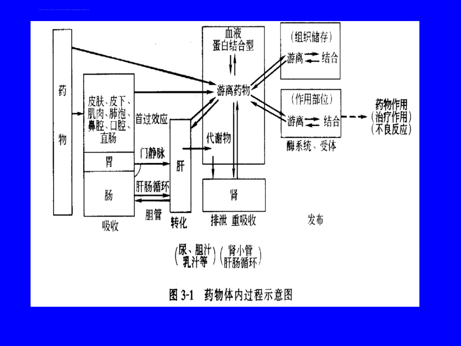 基础药理学第3章----药物代谢动力学课件_第4页