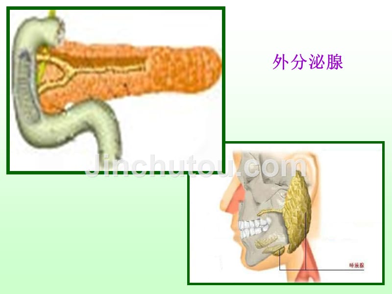 体液调节幻灯片_第3页