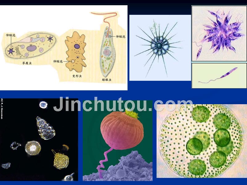 原生动物海绵动物腔肠动物_第4页