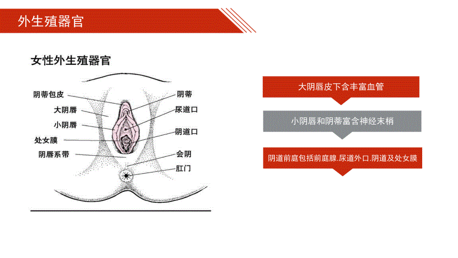 孕产期营养及疾病预防课件_第4页