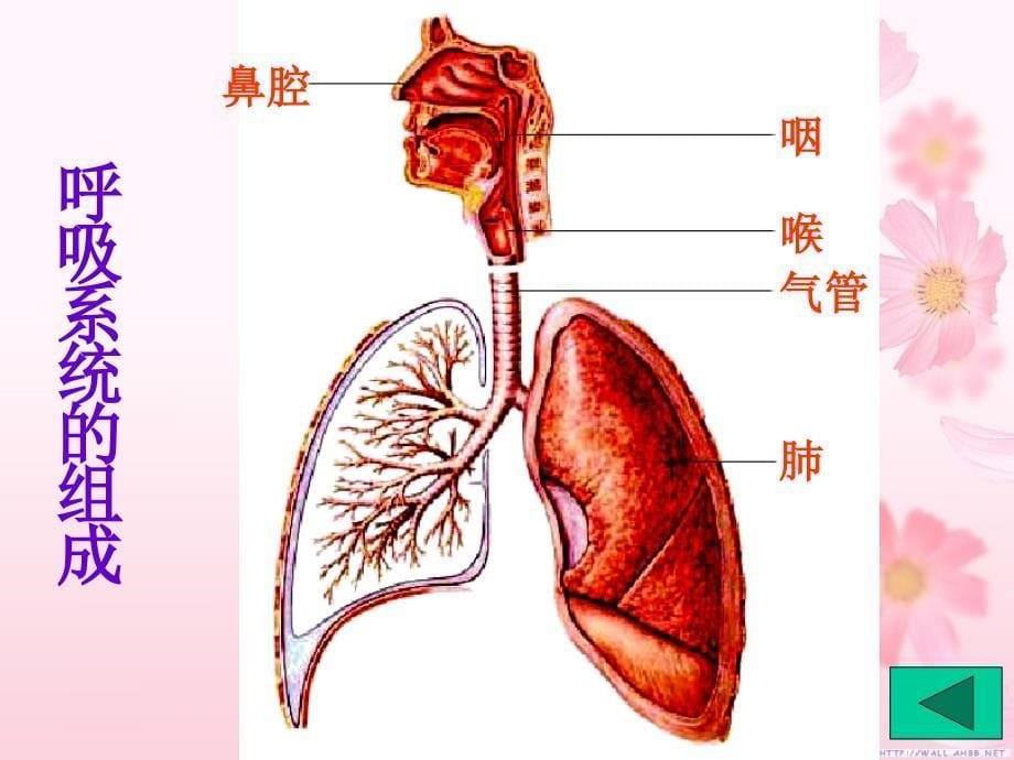 人体细胞获得氧气的过程赛课版[1]_第5页