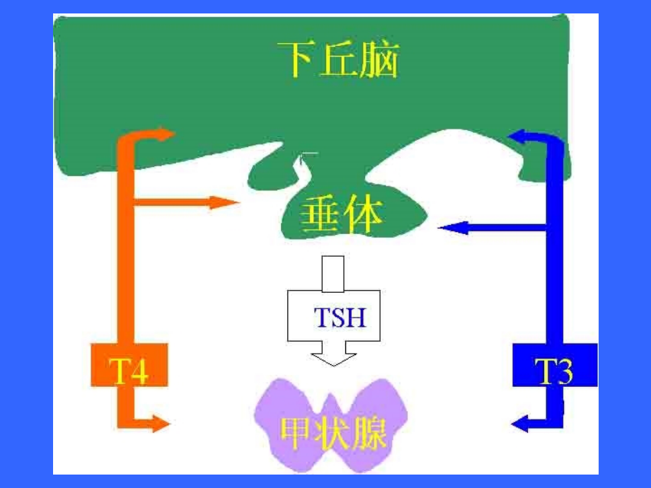 内分泌系统疾病2009_第2页