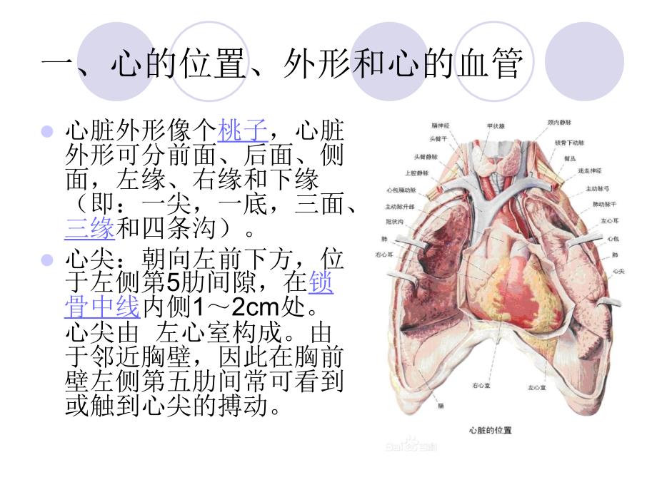 医学影像解剖学-胸部-心与大血管课件_第4页