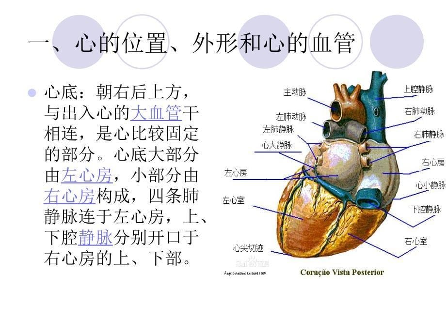医学影像解剖学-胸部-心与大血管课件_第5页