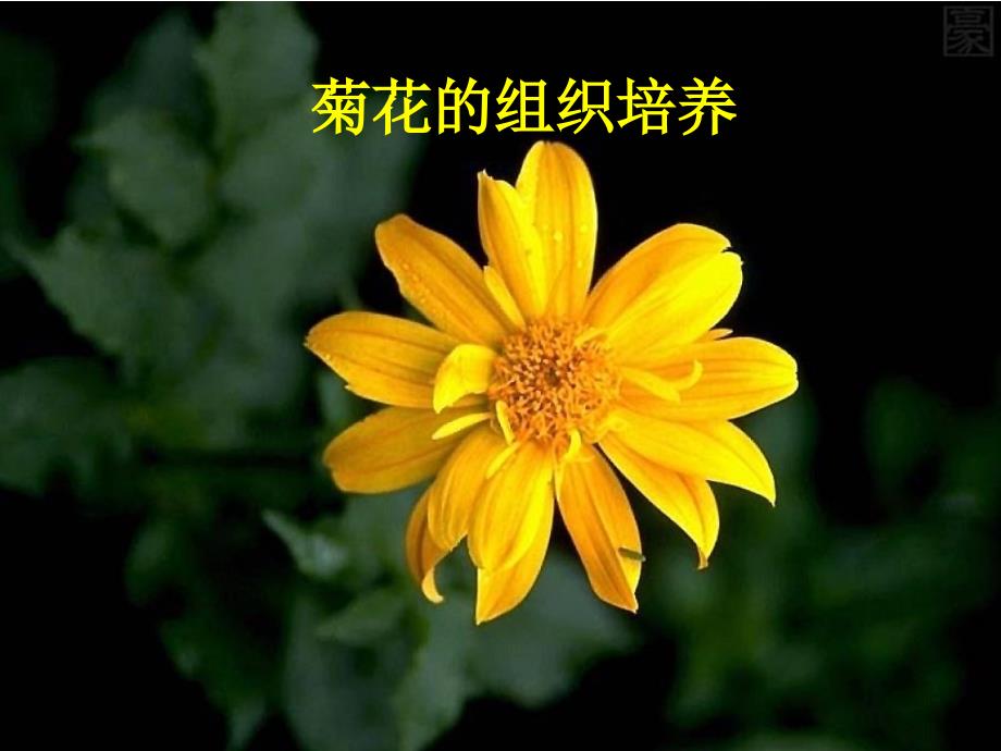 人教版高二生物选修一教学幻灯片《专题3课题1-菊花的组织培养》-(共29张ppt)_第1页