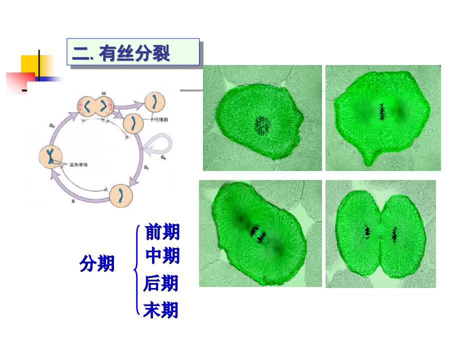 (细胞生物学）09细胞的增殖周期_第4页