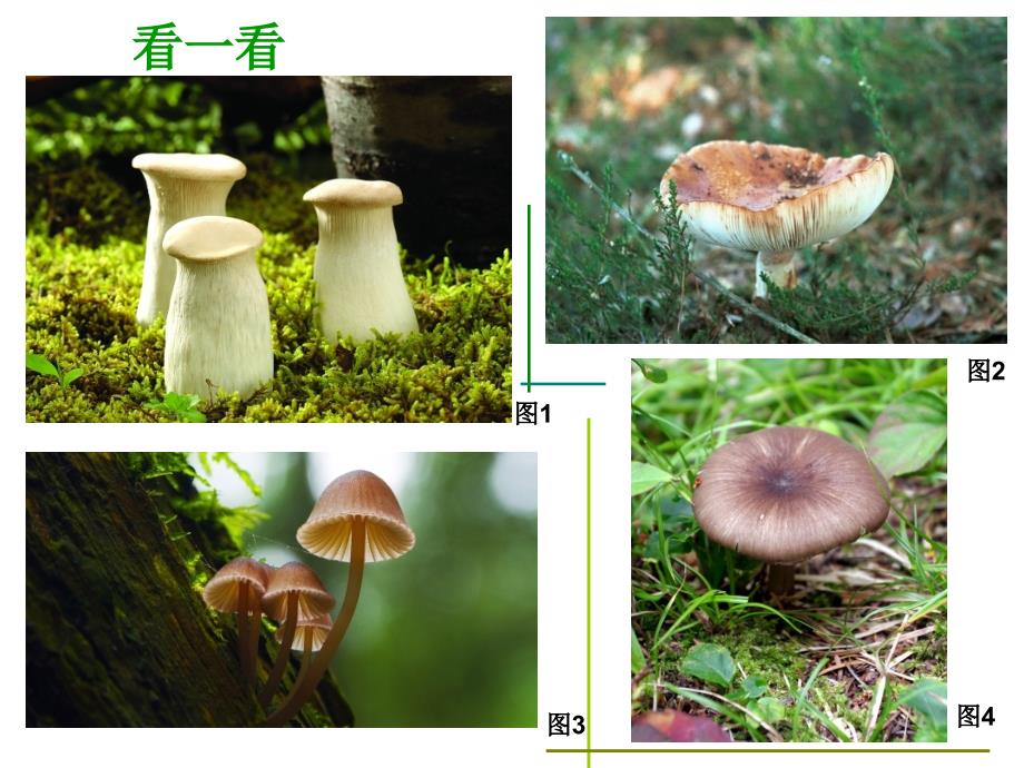 蘑菇家园ppt-（浙美版）一年级美术下册课件_第4页