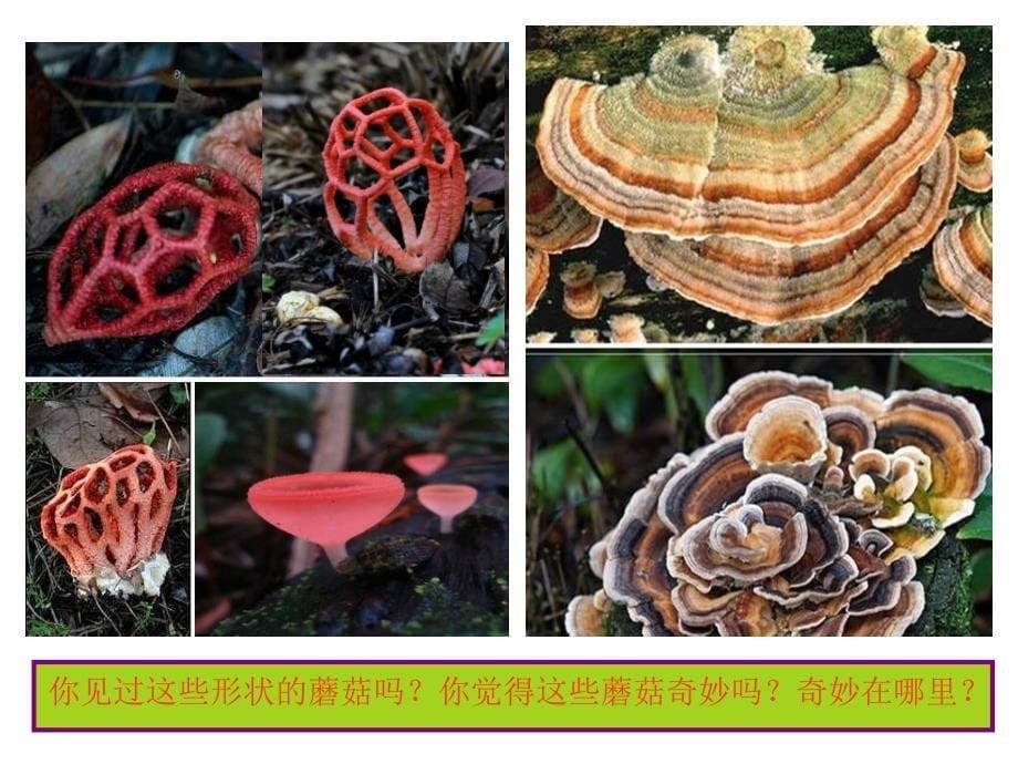 蘑菇家园ppt-（浙美版）一年级美术下册课件_第5页