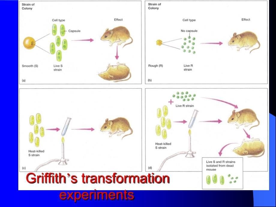 华理微生物专业课幻灯片8_第5页