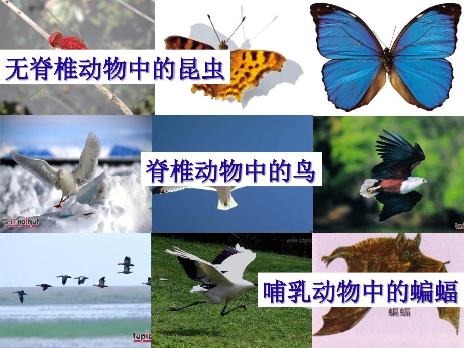 八年级生物上册《第五单元第一章-各种环境中的动物-空中飞行的动物》幻灯片-新人教版_第2页