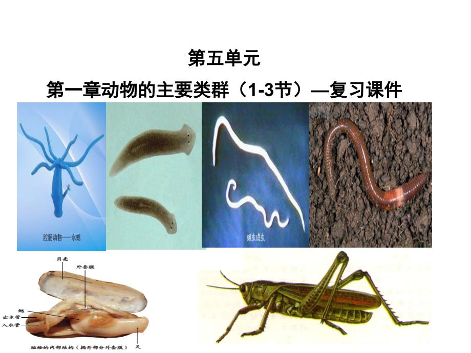 人教版八年级生物上册第五单元第一章动物的主要类群(1-3节)复习幻灯片(共29张ppt_第1页