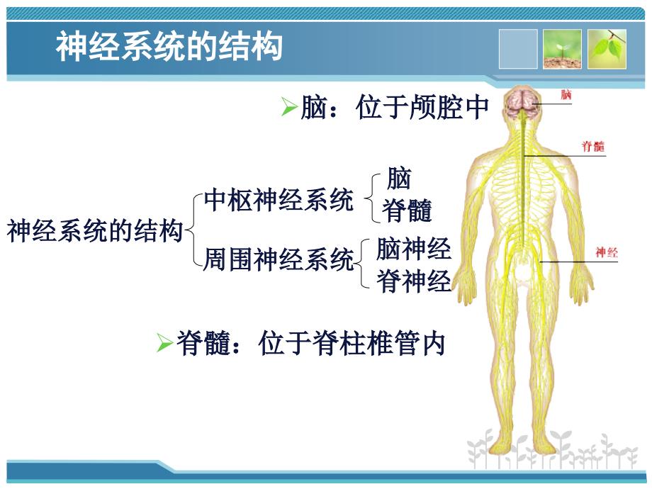 神经系统的分级调节28_第4页