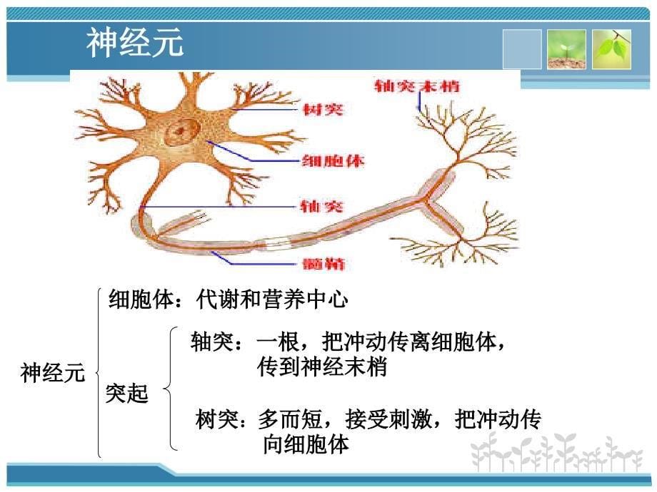 神经系统的分级调节28_第5页