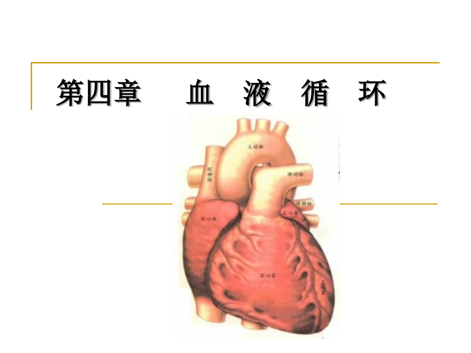 心脏血管生理课件_第1页