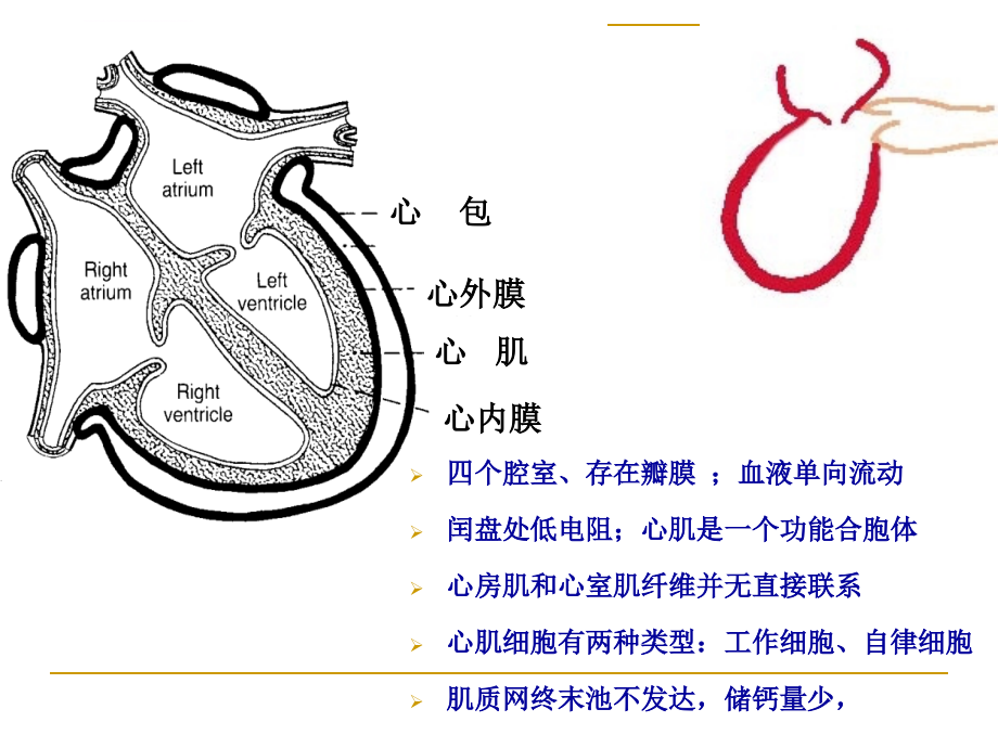 心脏血管生理课件_第3页
